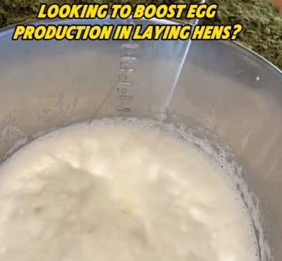 กําลังมองหาการเพิ่มการผลิตไข่ในไก่หล่อ
